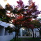 成蹊大学留学生寄宿舎の中庭の紅葉
