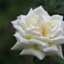 白の秋薔薇