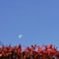 紅葉とお月様