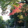 先走りの紅葉
