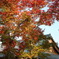 寺と紅葉