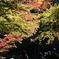 紅葉狩り