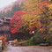 雨中の秘湯の紅葉