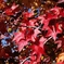 モミジバ楓の紅葉