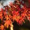 紅葉してきた！