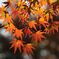 紅葉してきた！