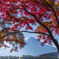 2025河口湖紅葉２