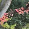 蔦紅葉