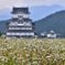 蕎麦畑の勝山城