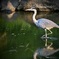 青鷺が飛んできた！！