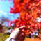 紅葉狩り　part3