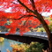 秋のもみじ湖大橋