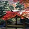 庭園の紅葉 -1 2025