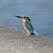 カワセミ♀若