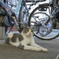 駐輪場猫