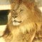 ライオン　1
