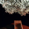 夜の江戸彼岸