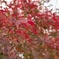 紅葉狩り