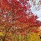 紅葉狩り