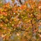 初冬の紅葉