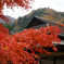 茶屋とモミジ
