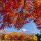 紅葉と富士山１
