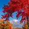 紅葉と富士山２