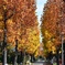 黄葉並木