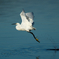 コサギの舞い