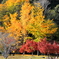 紅葉と銀杏
