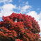 紅葉