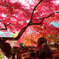 丹波紅葉めぐり ①