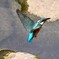 都内S川・カワセミ♂飛び上がり