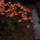 紅葉見ゆ
