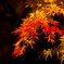 秋色の紅葉