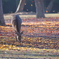 紅葉と鹿