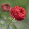 赤いバラ