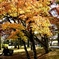 紅葉する公園