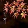 延命寺　紅葉に糸蜻蛉