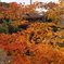 瑠璃光寺の紅葉5