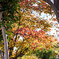 身近に秋・・紅葉