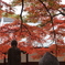 紅葉を眺めつつ