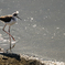 セイタカシギ10