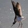 セイタカシギ11