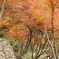 重源の郷の紅葉5