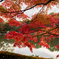 紅葉２（いつもの公園）