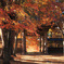 古寺の秋
