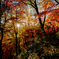 紅葉の中の日光