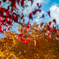 紅葉