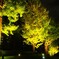 Ginkgo Tree Illumination